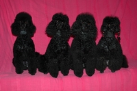 Four blsck minature poodles from the B star poodle kennel in the USA